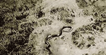 「蟒蛇」蛇到底能长多长？二战的飞行员在空中拍到的一条巨蛇，至今都无人敢信