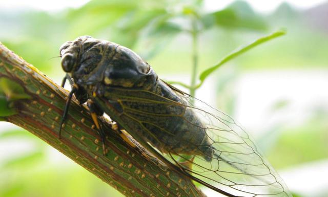 知了|蝉这种生物基于自身存在于自然有何意义？
