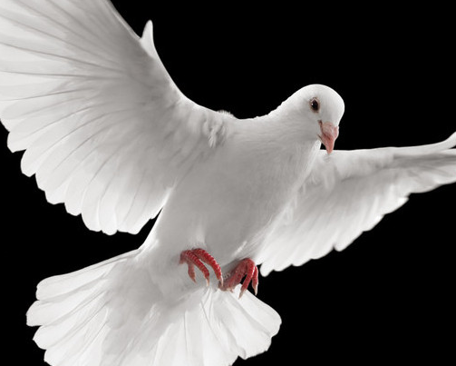 两鸽子亲嘴，母鸽子蹲下，公鸽子不踩背，出现了这种状况，一定要注意！