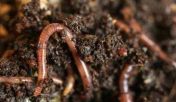 饵料：渔人必看：有史以来最全的浮漂调漂技巧， 根据诱饵来调漂！