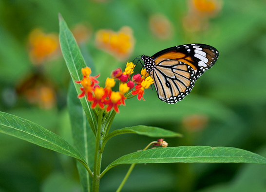 生肖|未来3个月，4属相苦尽甘来，好运蒸蒸日上，财源不断，五福临门