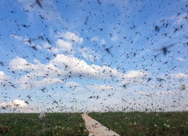 蚊子|真的飞了！7.5亿只转基因蚊子一飞冲天，留下的却是人们的担忧