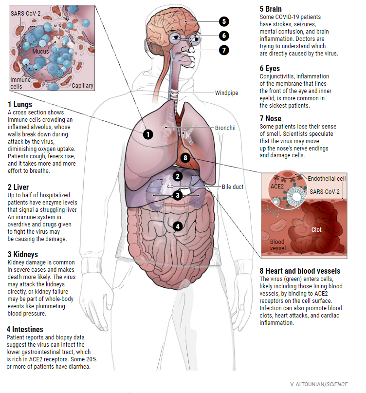 ：从大脑到脚趾头，新冠病毒如何全面攻击人体？
