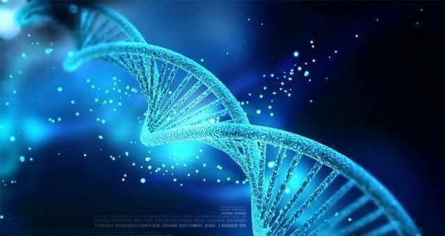 基因|为什么动物只有在发情期才交配,而人类随时都可以交配?