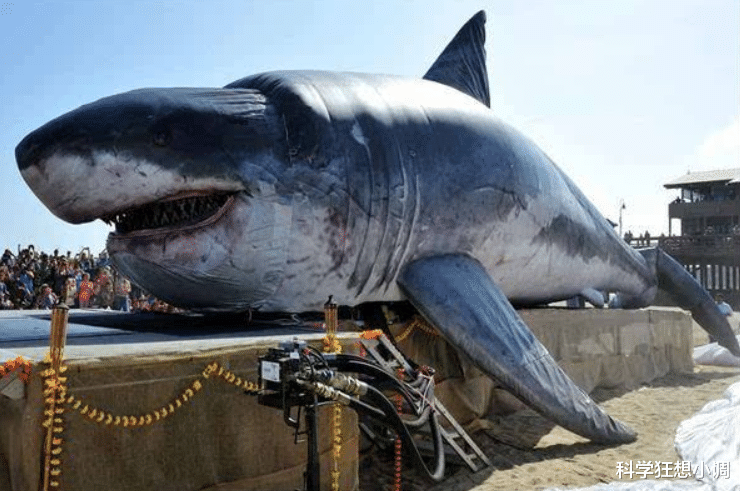火星探测器|最著名的鲨鱼攻击人类事件，900多人掉进海里，约150个人消失