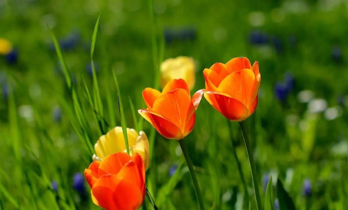 金牛座|11月下旬,邂逅美好,深情等待,挚爱归来,紧紧相拥,生死不离