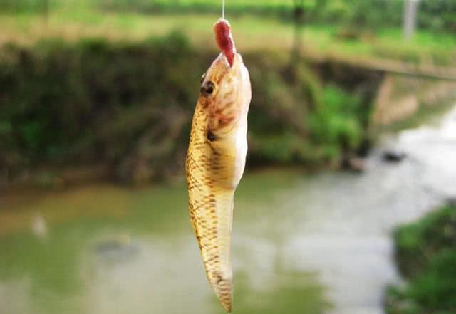 |被称为：新版“四大家鱼”的4种鱼，你认识吗？