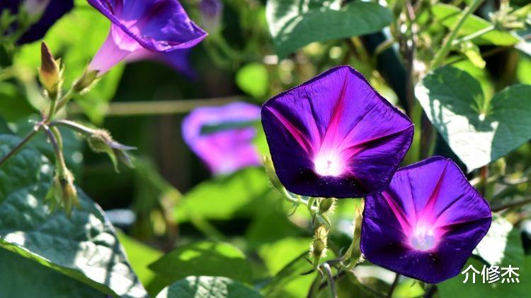 天蝎座|来一周，得月老牵线，脱单在即，与真爱甜蜜到老的4大星座