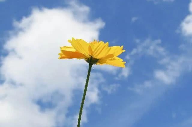 『生肖』5月中旬，运势大旺，财运最旺，天天忙着数钱的属相