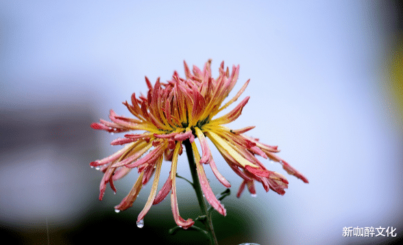 #孙殿英#“天机不可泄露”:有两种“隐私”,越是熟人越不能说