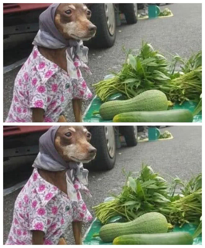 老大爷孤身卖菜，土狗化身小下手，结局出人意料