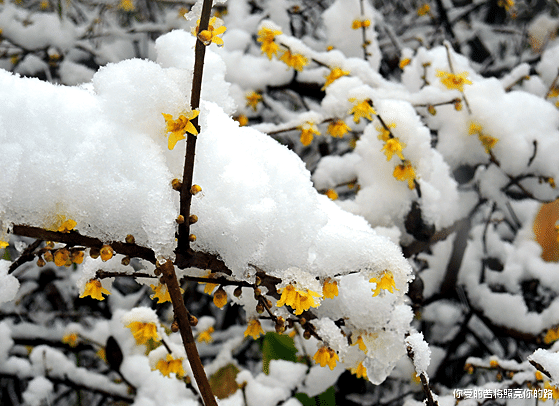 生肖|未来30天鸿运当头，4属相财运上上签，事业平步青云，喜事不断