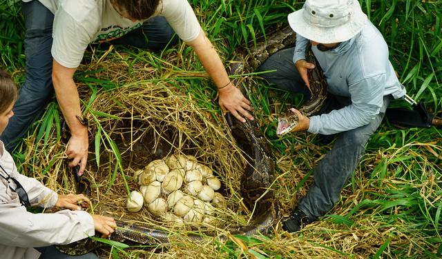 『木星』动物不交配也能产生后代吗？