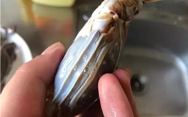 梭子蟹|买梭子蟹别只挑母蟹了，“二母蟹”更加肥美，遇到千万别错过！