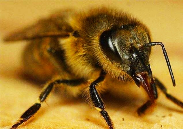 「虫虫」盘点动物界的恐怖虫虫, 看到他们就逃吧!