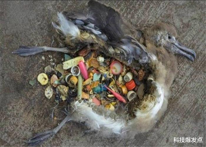 『科学家』科学家发现,大部分人体内留有塑料微粒,难道霍金预言又要成真?