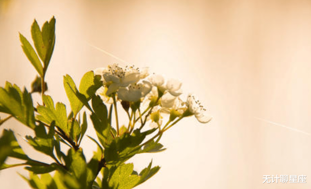 生肖|七天后，桃花不断、感情上即将脱单的4星座，抓住你的良缘