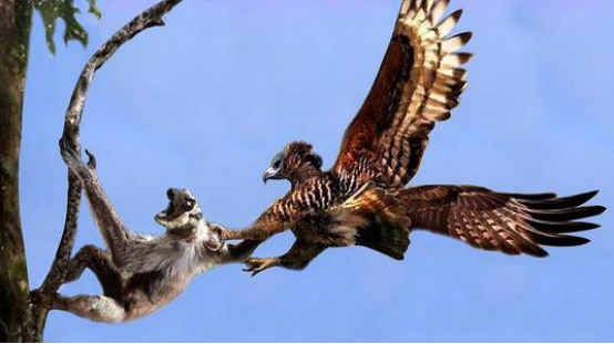 |世界上最像人的鸟,不仅脸型很像,就连身高也差不多