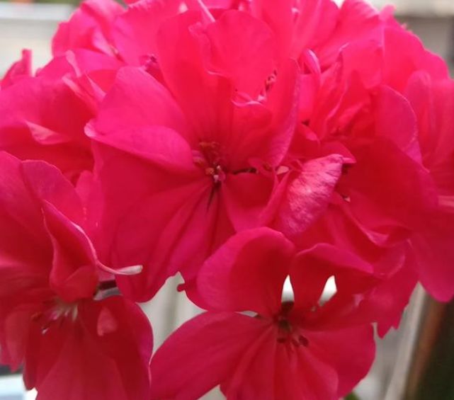 #健康运势#未来七天，桃花降临，旧人转身，诚心挽回旧情，只为找回丢失的你