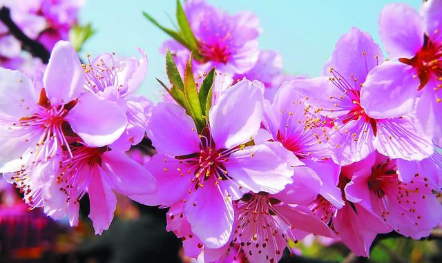 『』天喜红鸾桃花缘朵朵桃花随处开，三月春风吹面秀良辰美景分外娆