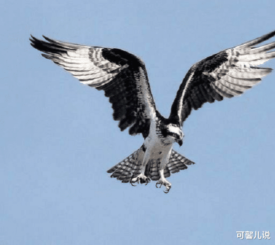 #鲨鱼#巨鸟“抓条大鱼”飞向天空，游客抬头望：那是鲨鱼？专家证实身份