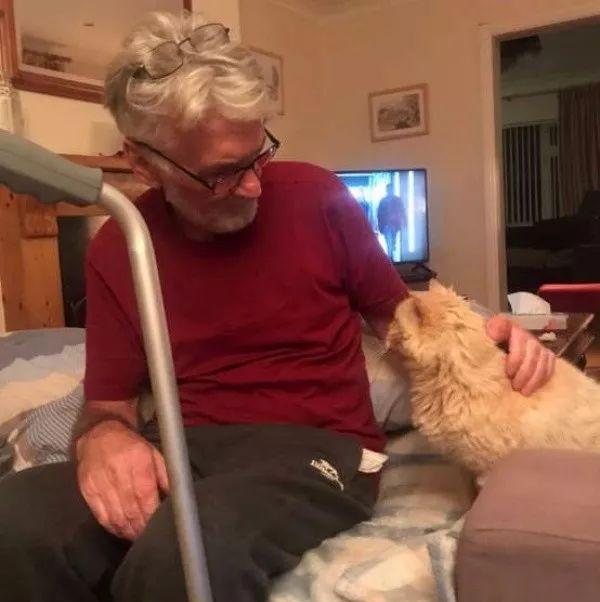 老友摔伤需要复健，橘猫紧紧跟随陪伴，超暖心！