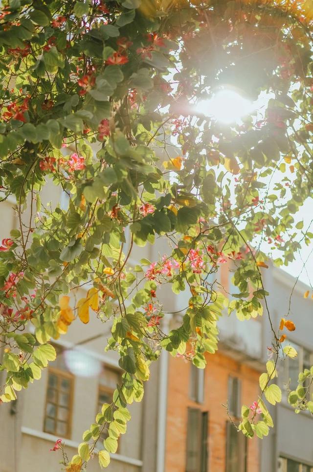 古镇|60个必去的国内美景地,去过16个也算不枉此生!