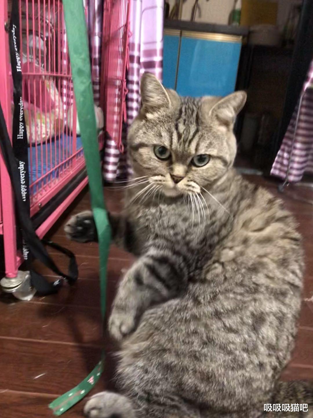 猫禁情粉：是什么原理，给猫咪吃有危害吗？