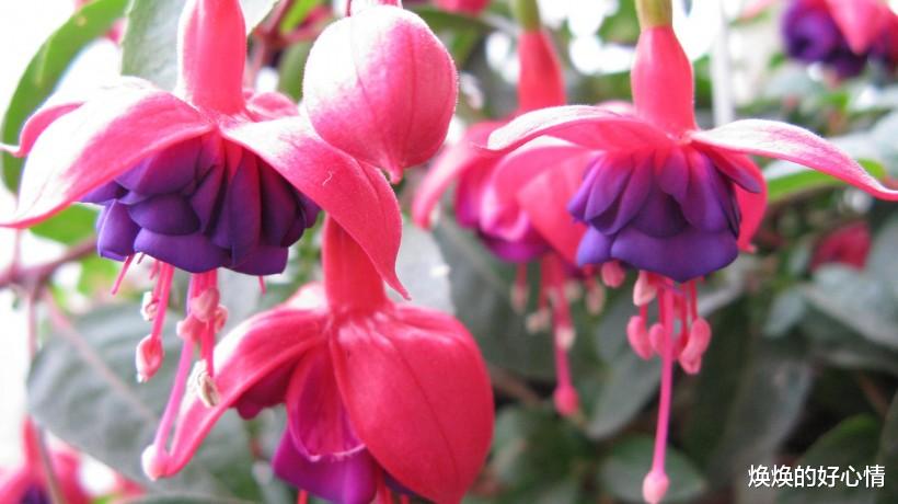 【生肖】近段时间，缘分桃花执念太深，美好姻缘瞬间驾到的4大生肖！