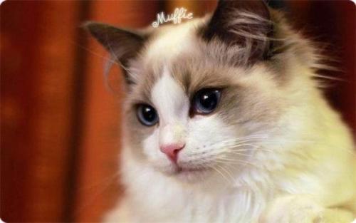 猫是一个没有谜底的迷，你们知道有关猫的故事吗？一起去看看吧