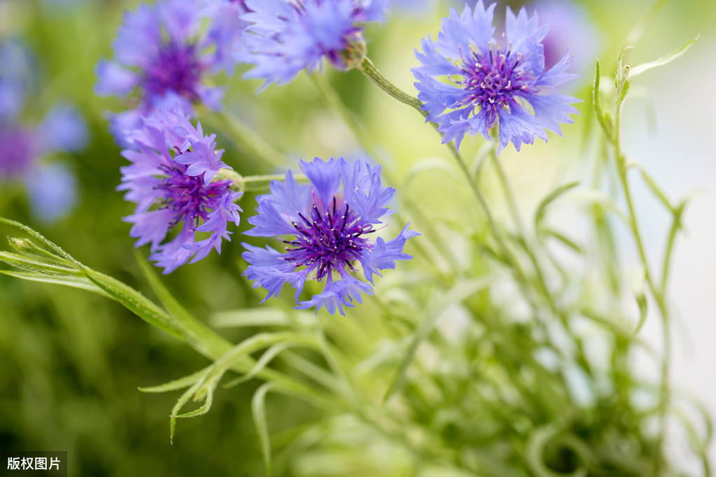 生肖▲表面斯文，吵架绝对吵不赢他们，背后还有另一张面孔的三大生肖