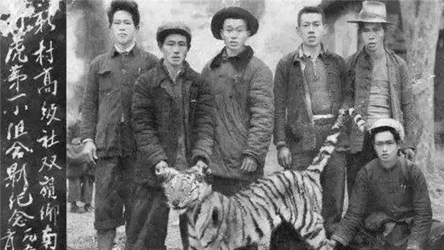 「四川省」50年代湖南“百虎围村”事件：十年2000人落入虎口，围村另有原因？