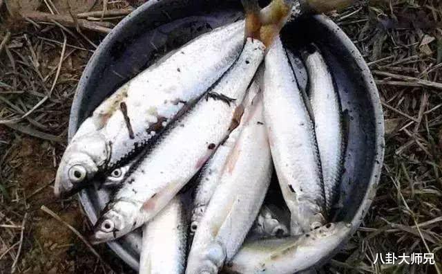 「豆腐」中国最难吃的7类鱼，你若是全吃过，请允许我叫你一声“老渔民”