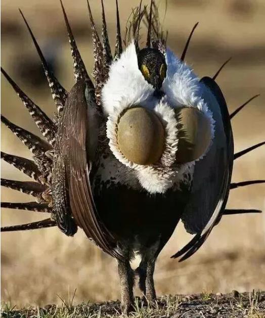 『』不开玩笑!林子大了,还真是什么鸟都有!