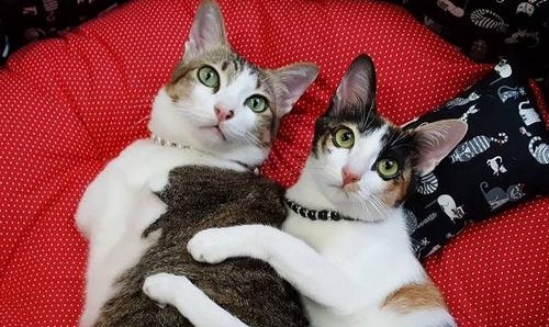 新墨西哥|为什么?“猫交配时叫声凄惨”人类与猫科动物,有何不同?