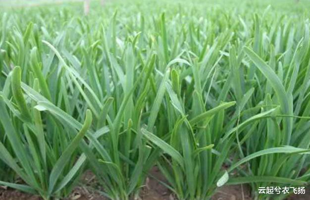 高血压|它被全世界公认为“抗癌之王”, 天天吃一点, 一生难患癌了！