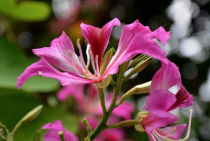 桃花朵朵开|八月开始，运势突飞猛进，横财滚滚，苦尽甘来的生肖