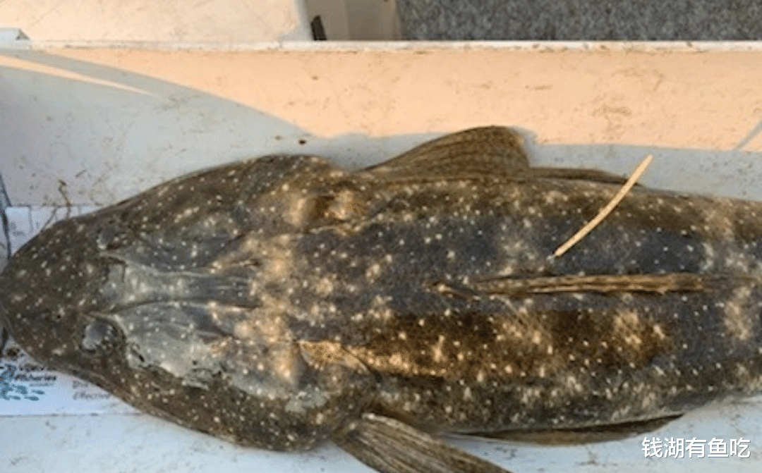 澳大利亚|澳大利亚发布垂钓悬赏,钓到一条带标签的鱼,最高奖4.8万人民币