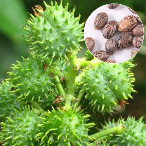 肉毒杆菌|自然界五大致命毒素,这个世界真的是步步惊心