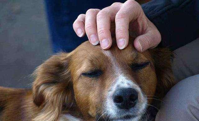 主人触摸狗狗这6个部位，它最“享受”了