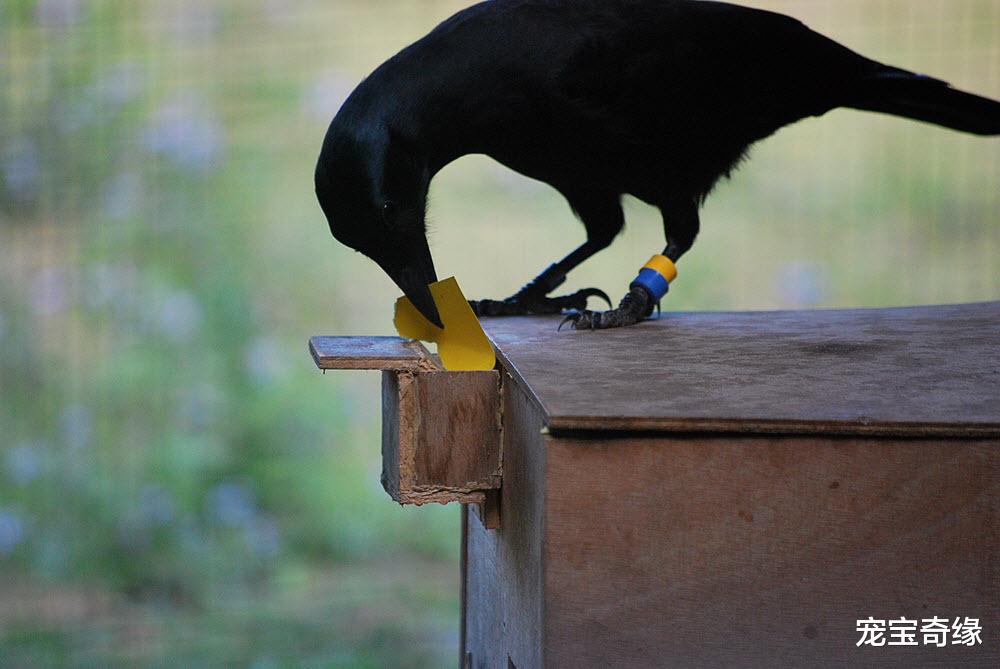在乌鸦身上发现了一些奇怪行为，生物学家们几乎陷入疯狂
