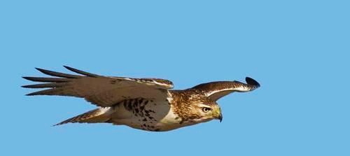 鸵鸟▲盘点世界上十大最危险的鸟类,第九名居然捕猎人类?