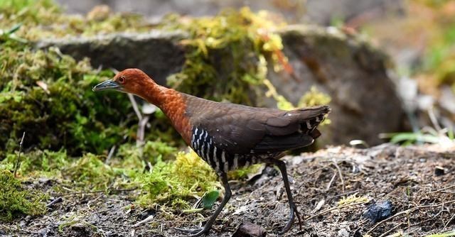 科学家|2020地球怎么了?136000年前的灭绝物种再现,地球轮回成定局