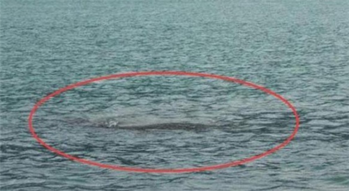 【喀纳斯湖】央视拍到喀纳斯湖不明生物，长15米重32吨，水怪真的存在吗？