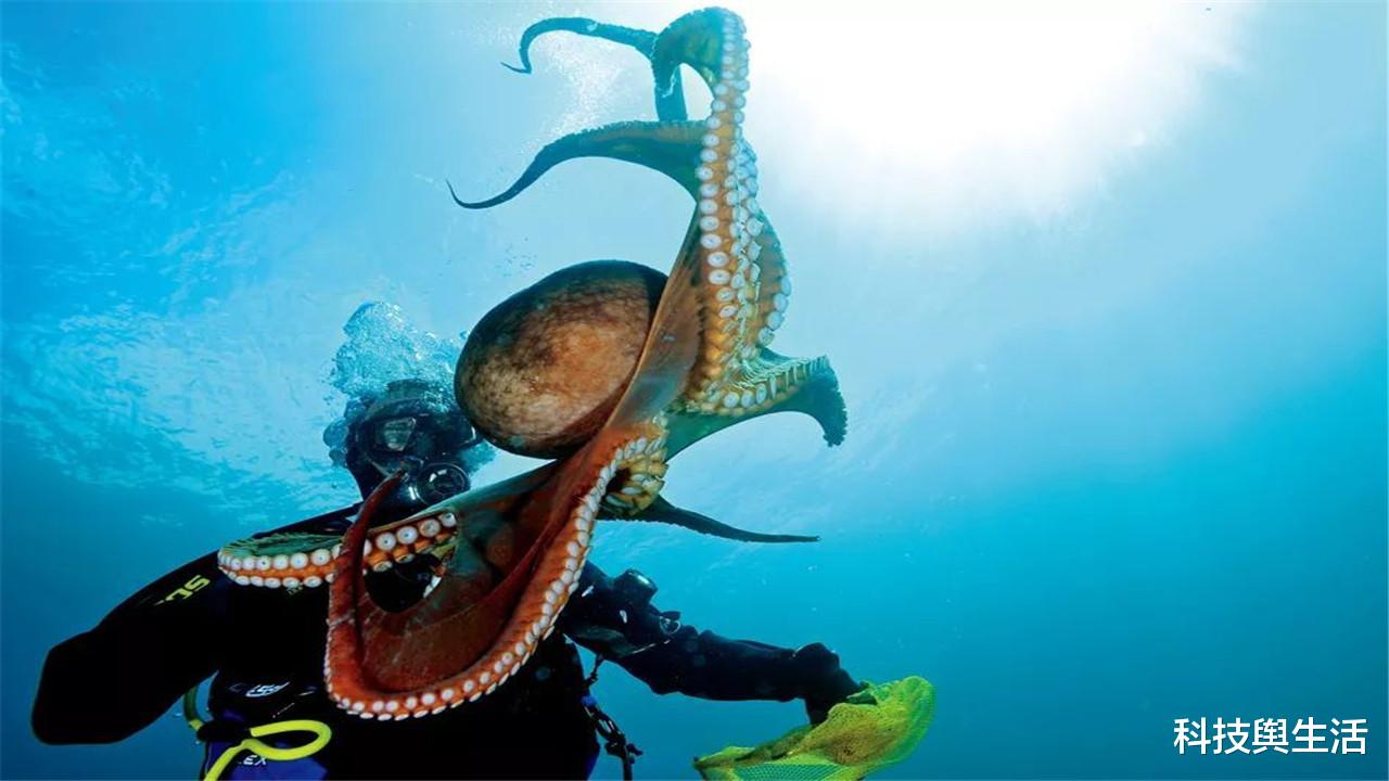 基因|章鱼真实身份不是地球鱼?科学家发觉不对劲,它或来自外太空!