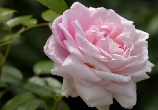 「运势」7月份开始，4属相迎偏财接正财，好运临头，日子红红火火