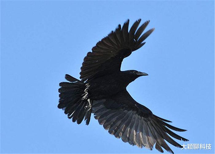 #抗体#人类从地球消失后,谁能继承“霸主之位”?带有“凶兆”的它!