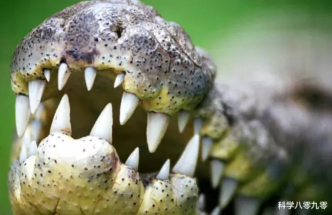 [巨鳄]传奇巨鳄古斯塔夫，10年杀300人，被机枪扫过，至今逍遥野外！