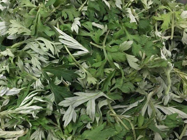 妇科炎症|艾叶是女人的“养生宝”,隔三差五泡一杯,降低肠癌风险、预防妇科炎症