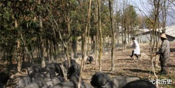 弋说历史|退伍老兵“拿”妻子一千万,进深山与猪“作伴”,1年赚800万